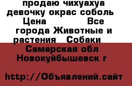 продаю чихуахуа девочку,окрас соболь › Цена ­ 25 000 - Все города Животные и растения » Собаки   . Самарская обл.,Новокуйбышевск г.